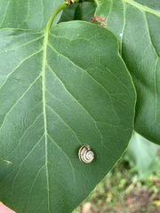 Helicella itala