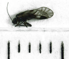Euryphallus stigmaticus