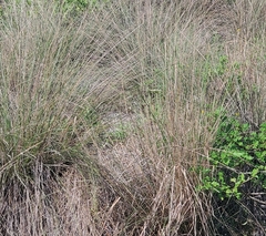 Juncus roemerianus