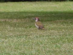 Picus viridis