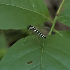 Chrysopilus ornatus
