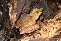 Platyplectrum fletcheri