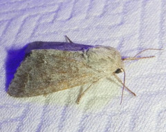 Acronicta