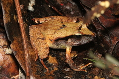 Platyplectrum fletcheri