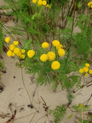 Tanacetum bipinnatum