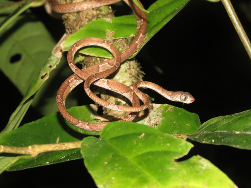 Imantodes cenchoa