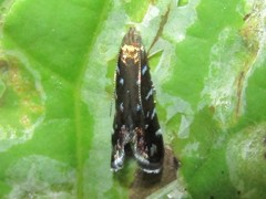 Strobisia iridipennella