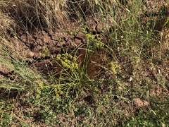 Cyperus eragrostis image