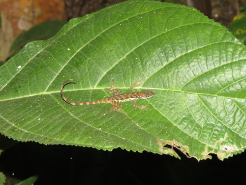 Anolis aquaticus