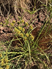 Cyperus eragrostis image