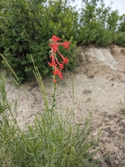 Ipomopsis aggregata collina