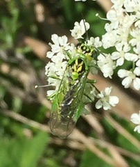 Rhogogaster chlorosoma