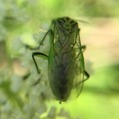 Rhogogaster chlorosoma