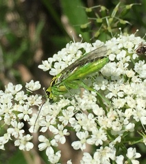 Rhogogaster chlorosoma