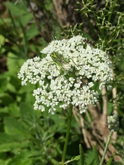 Rhogogaster chlorosoma
