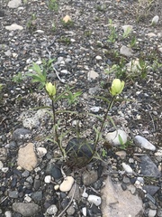 Castilleja pallida caudata