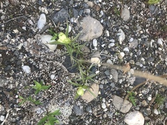 Castilleja pallida caudata