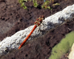 Sympetrum