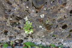 Asplenium ruta-muraria