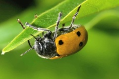 Lachnaia sexpunctata
