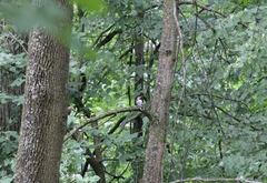 Dendrocopos leucotos