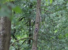 Dendrocopos leucotos