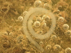Elysia chlorotica