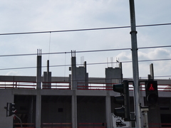 Phoenicurus ochruros