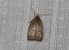 Scythropiodes