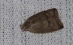 Scythropiodes