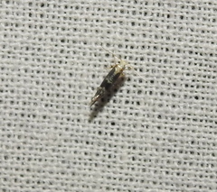 Argyresthia spinosella