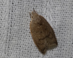 Scythropiodes
