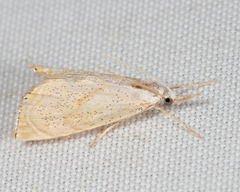 Haimbachia placidellus