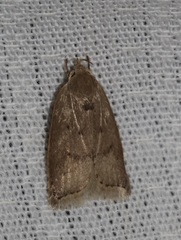 Scythropiodes