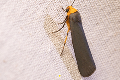 Gnamptonychia ventralis