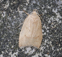 Scythropiodes