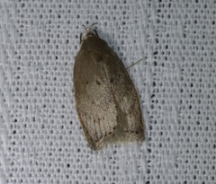 Scythropiodes