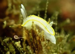 Diaphorodoris alba