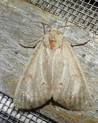 Acronicta hasta