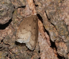Scythropiodes
