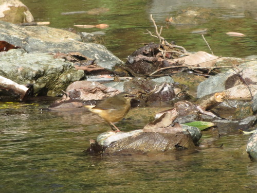 Myiothlypis fulvicauda