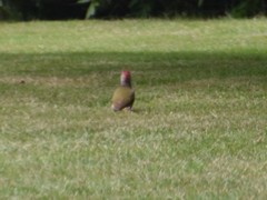 Picus viridis