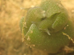 Elysia chlorotica