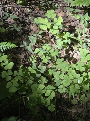 Oxalis grandis