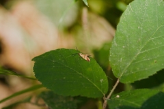 Nemophora degeerella