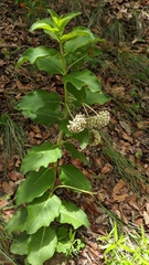 Asclepias pringlei