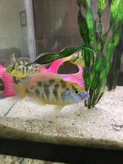 Nimbochromis venustus