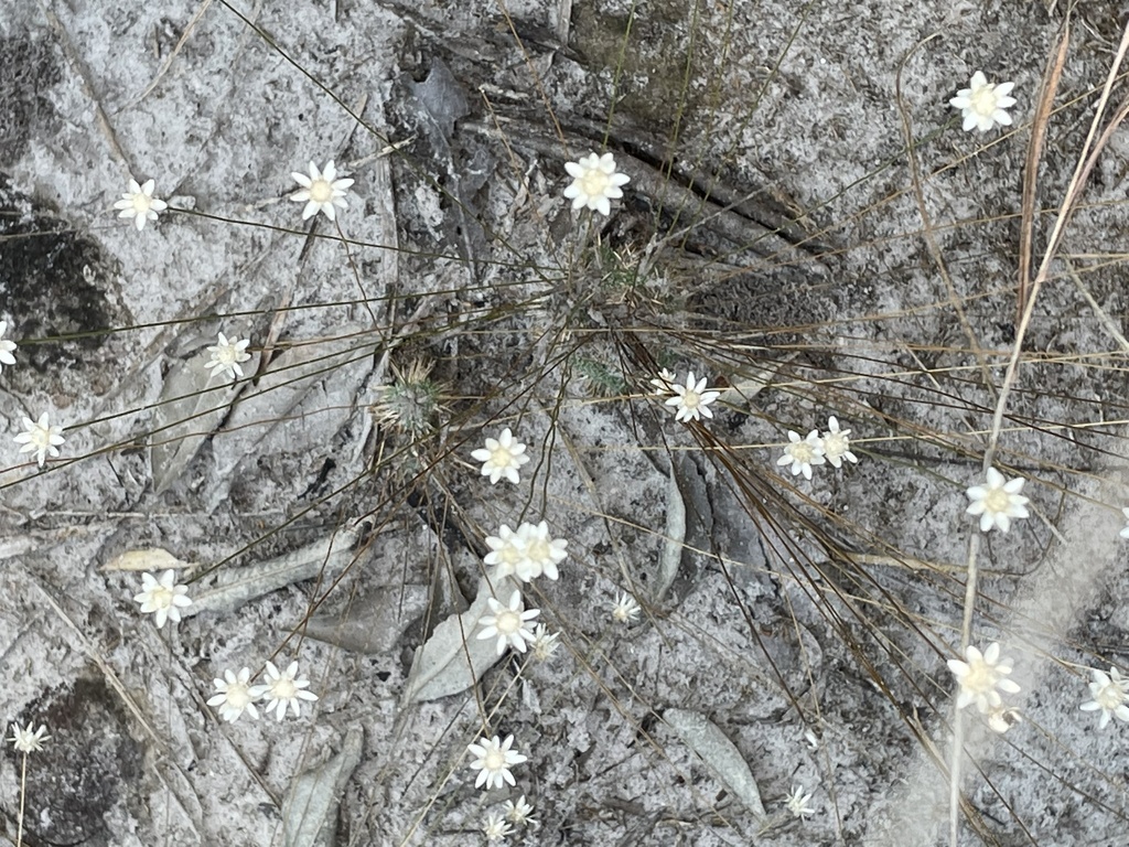 Comanthera euschemus