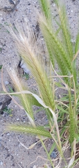 Hordeum murinum