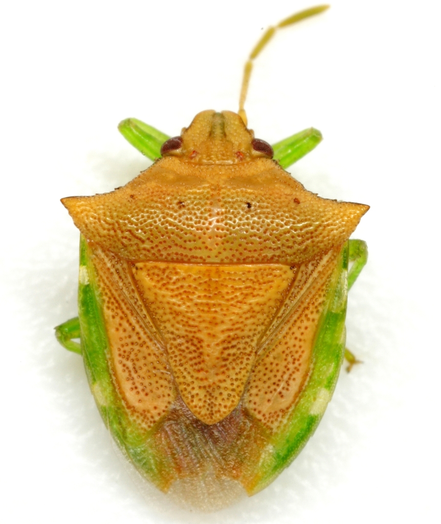Odmalea